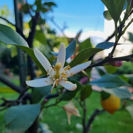 Lägenhet Viva Lovran