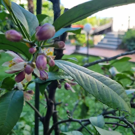 Viva Lägenhet Lovran