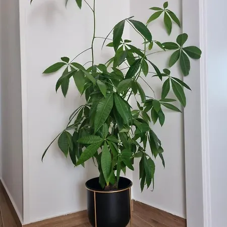 Viva Apartment
