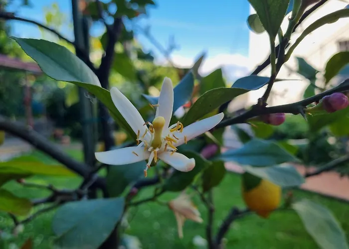 Apartment Viva Lovran